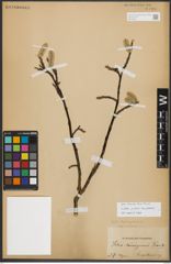 Foto von Salix pulchra Cham.